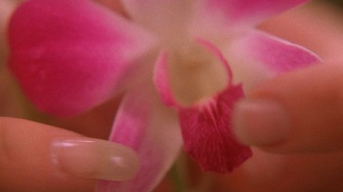 The Orchid's Curse
